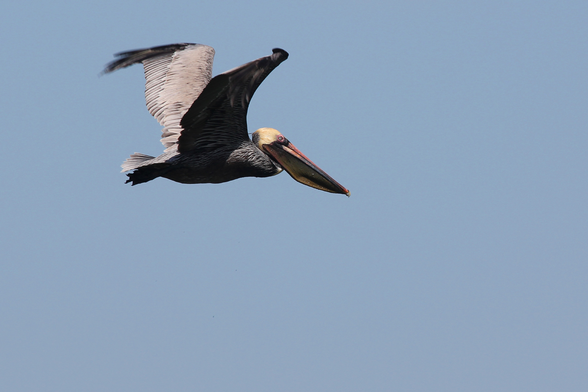 Brown Pelican / 31 Mar / Little Island Park