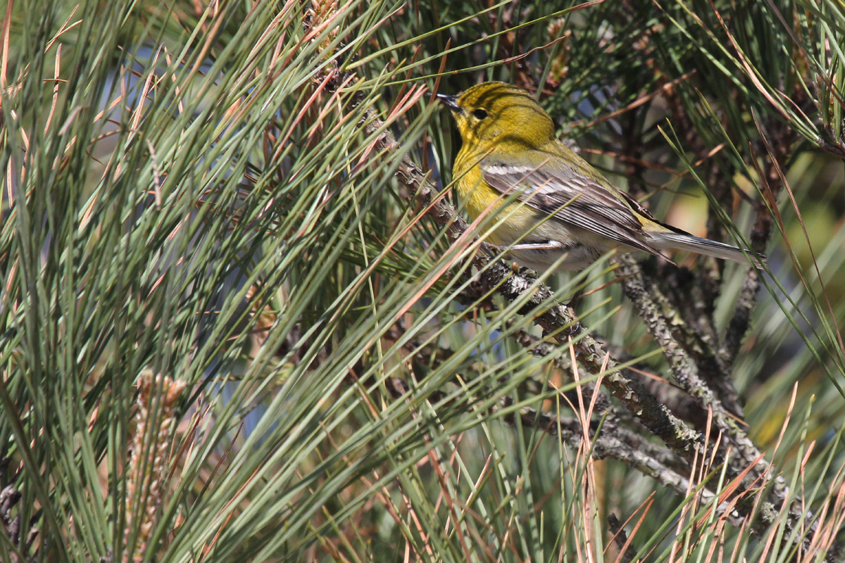 Pine Warbler / 31 Mar / Back Bay NWR