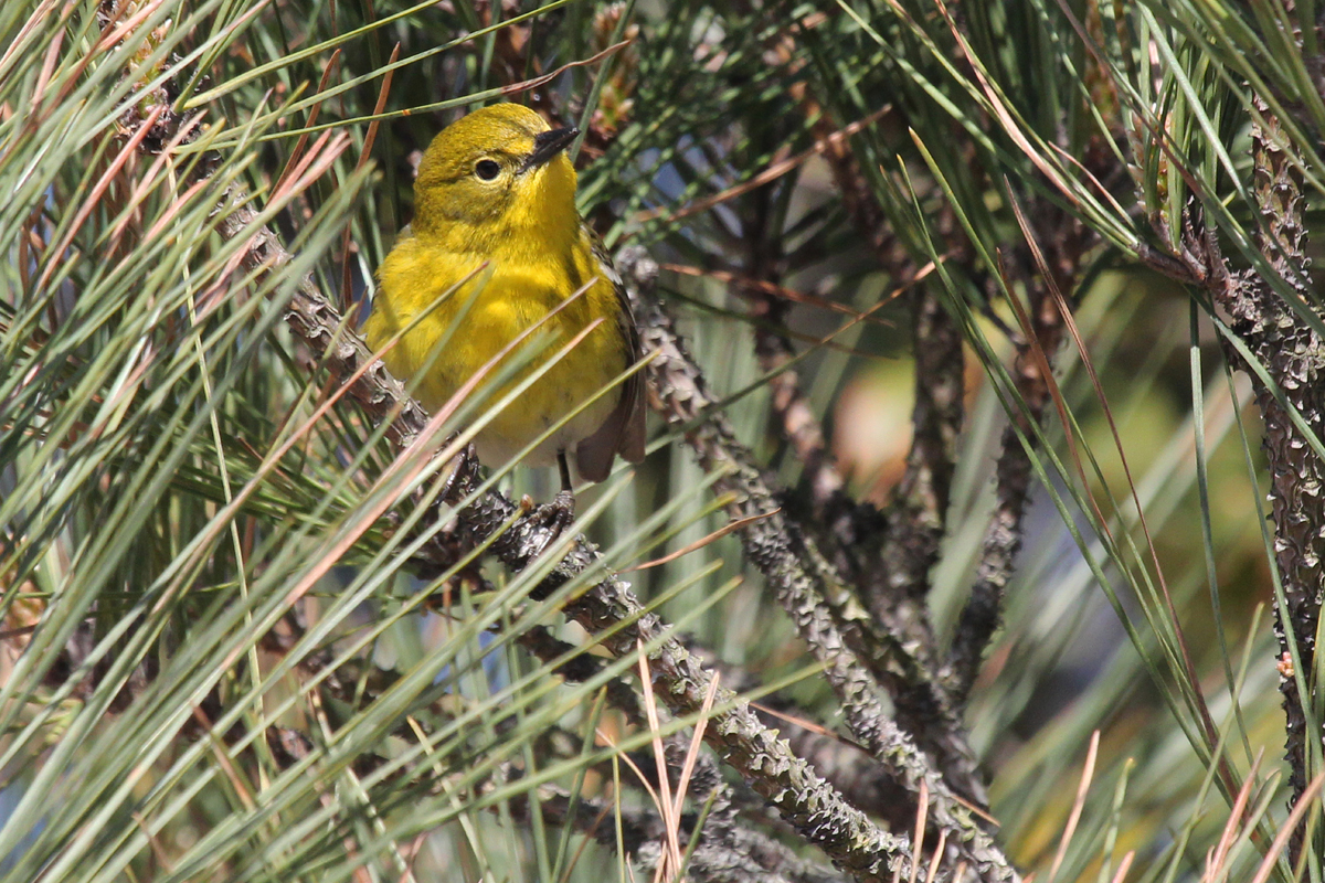 Pine Warbler / 31 Mar / Back Bay NWR