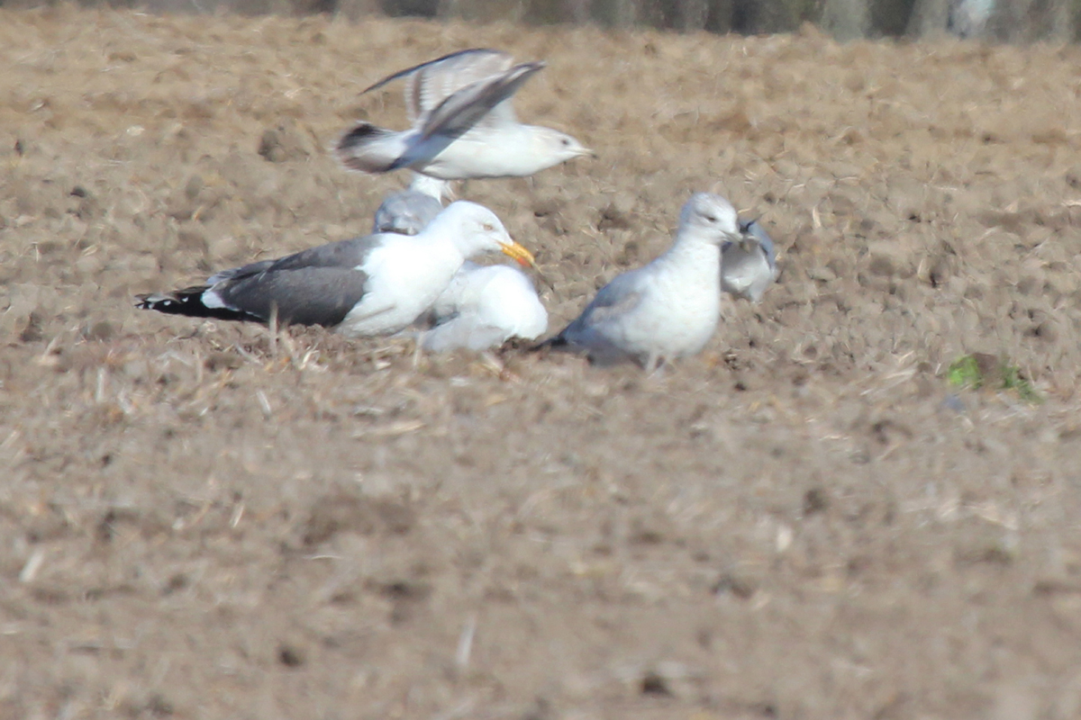 Lesser Black-backed & Ring-billed Gulls / 31 Mar / Morris Neck Rd.