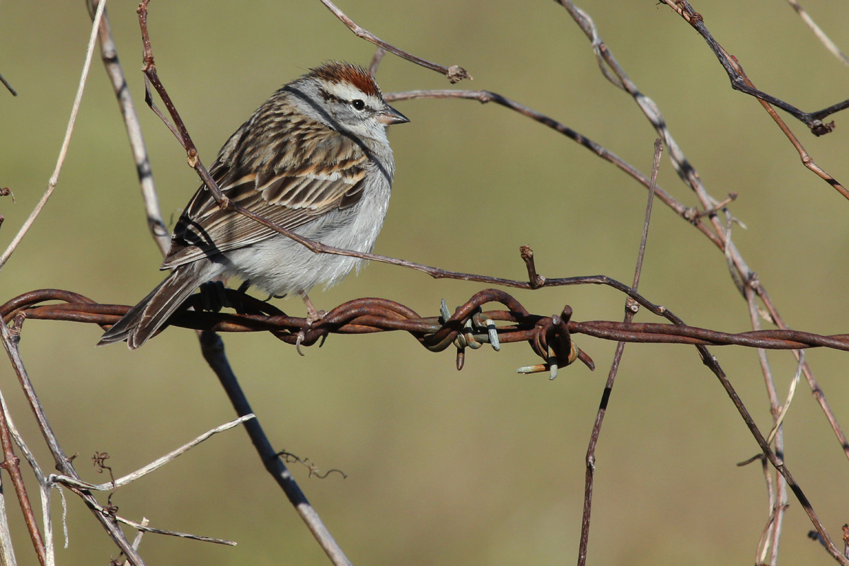 Chipping Sparrow / 31 Mar / Fitztown Rd.