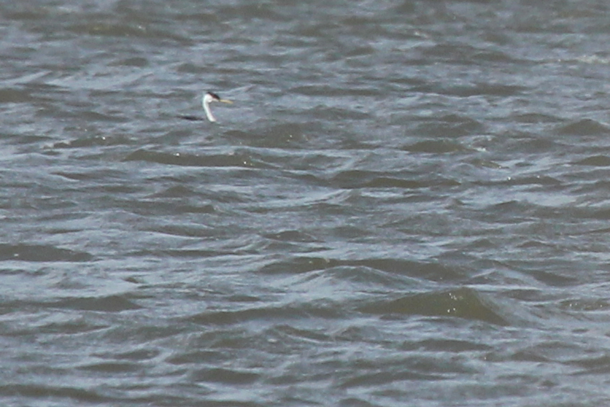 Western Grebe / 6 Apr / Horn Point Road Boat Ramp