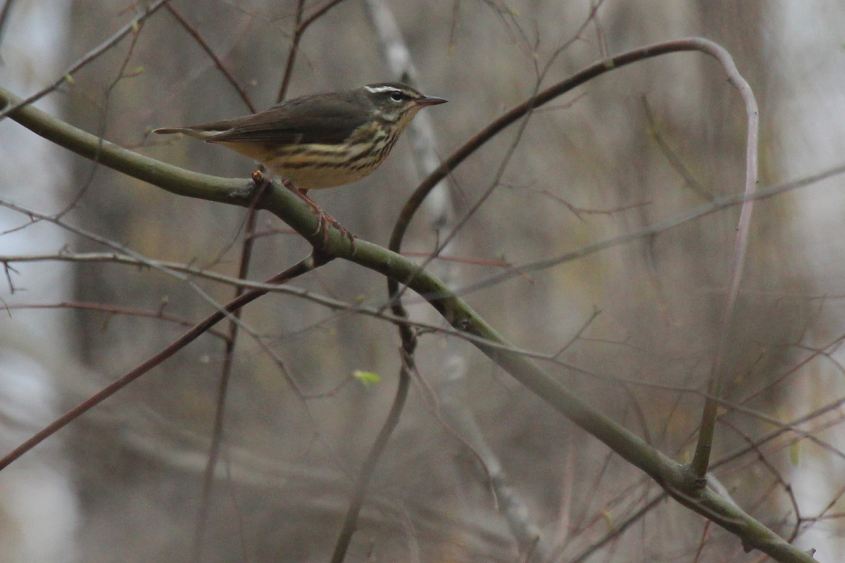 Louisiana Waterthrush / 1 Apr / Stumpy Lake NA