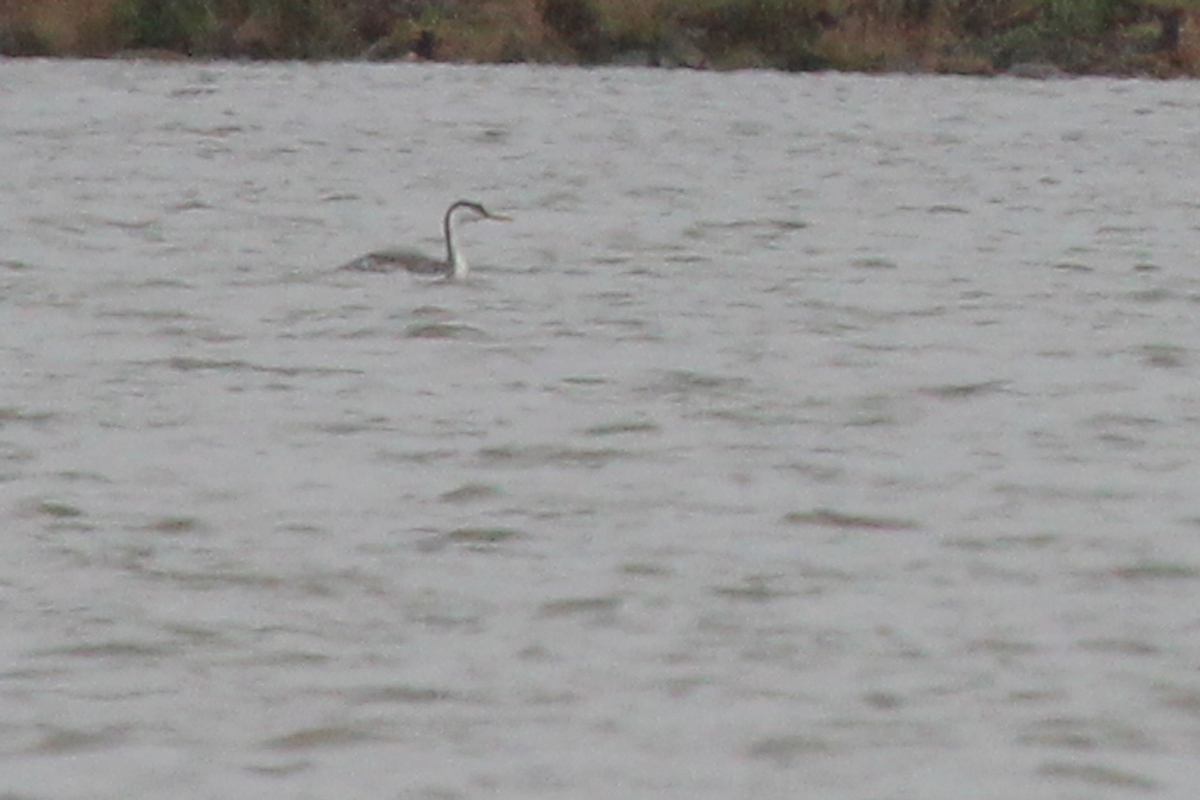 Western Grebe / 7 Apr / Horn Point Road Boat Ramp