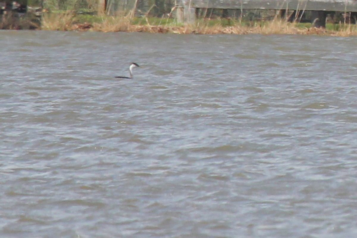 Western Grebe / 6 Apr / Horn Point Road Boat Ramp