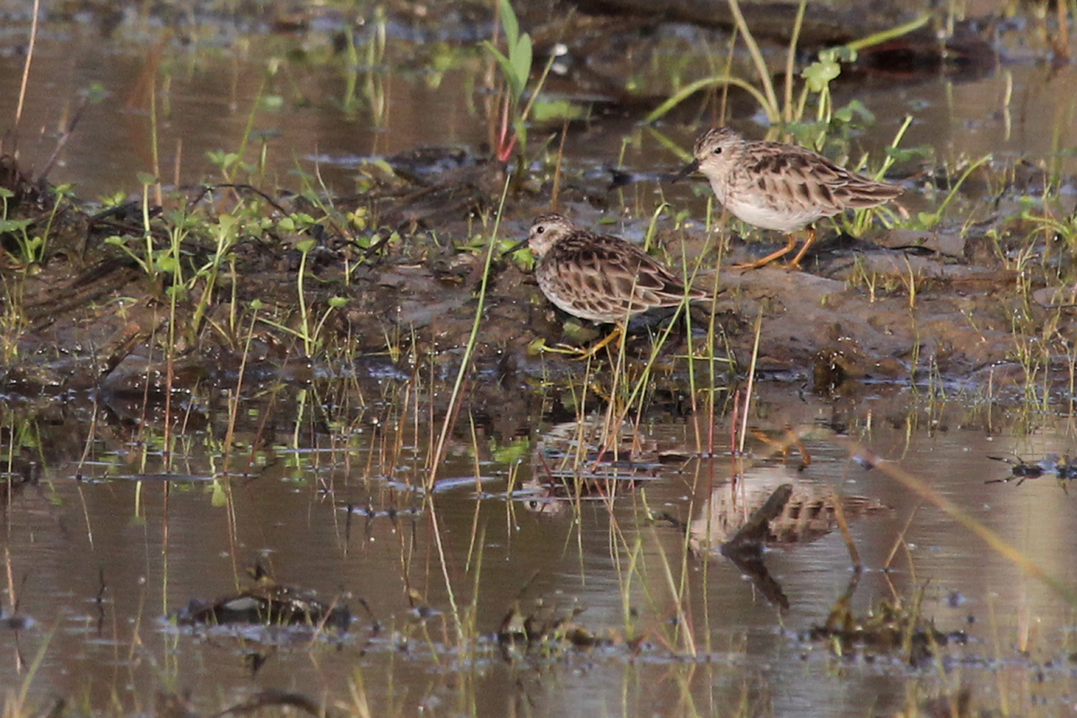 Least Sandpipers / 1 Apr / Princess Anne WMA Whitehurst Tract