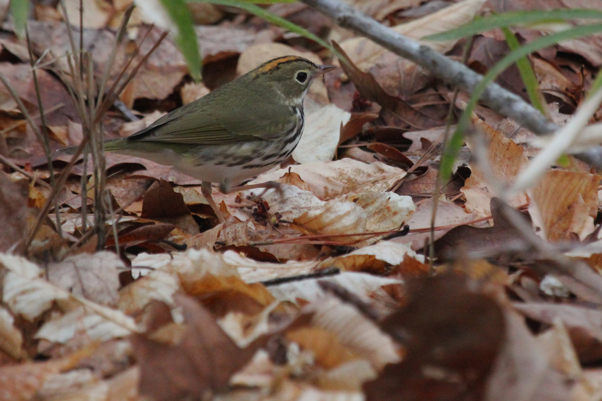  Ovenbird / 4 Apr / West Neck Creek NA