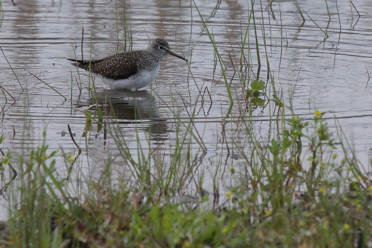 Solitary Sandpiper / 8 Apr / Princess Anne WMA Beasley Tract