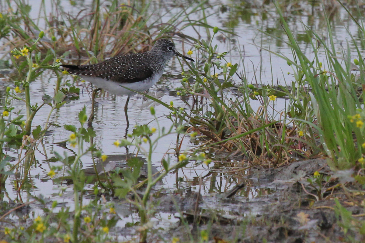 Solitary Sandpiper / 8 Apr / Princess Anne WMA Beasley Tract