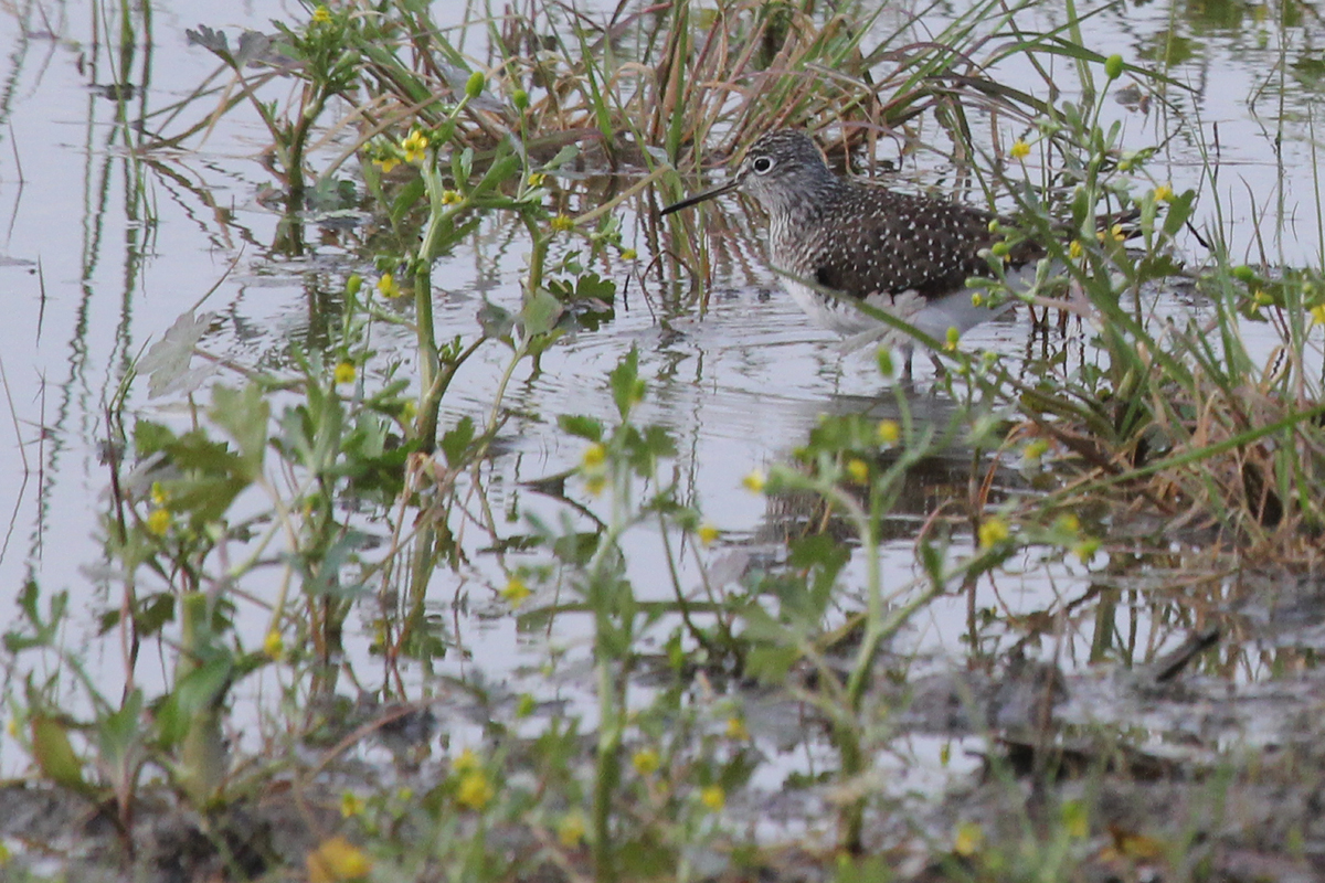 Solitary Sandpiper / 8 Apr / Princess Anne WMA Beasley Tract