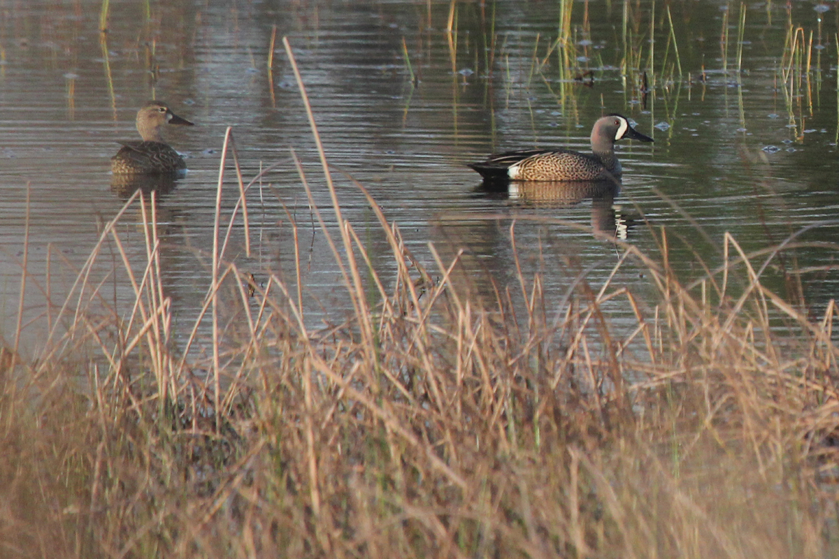 Blue-winged Teal / 1 Apr / Princess Anne WMA Whitehurst Tract