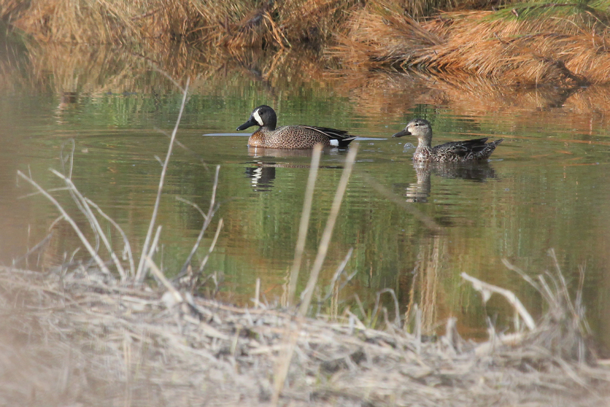 Blue-winged Teal / 1 Apr / Princess Anne WMA Beasley Tract