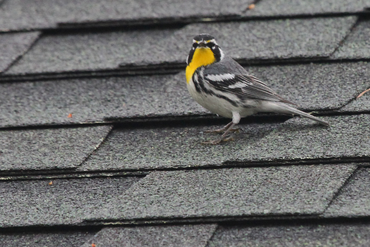 Yellow-throated Warbler / 4 Apr / Stumpy Lake NA