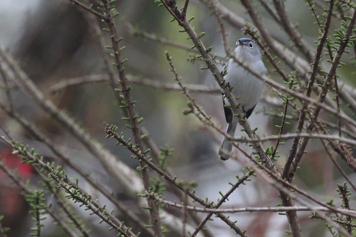 Blue-gray Gnatcatcher / 4 Apr / Stumpy Lake NA