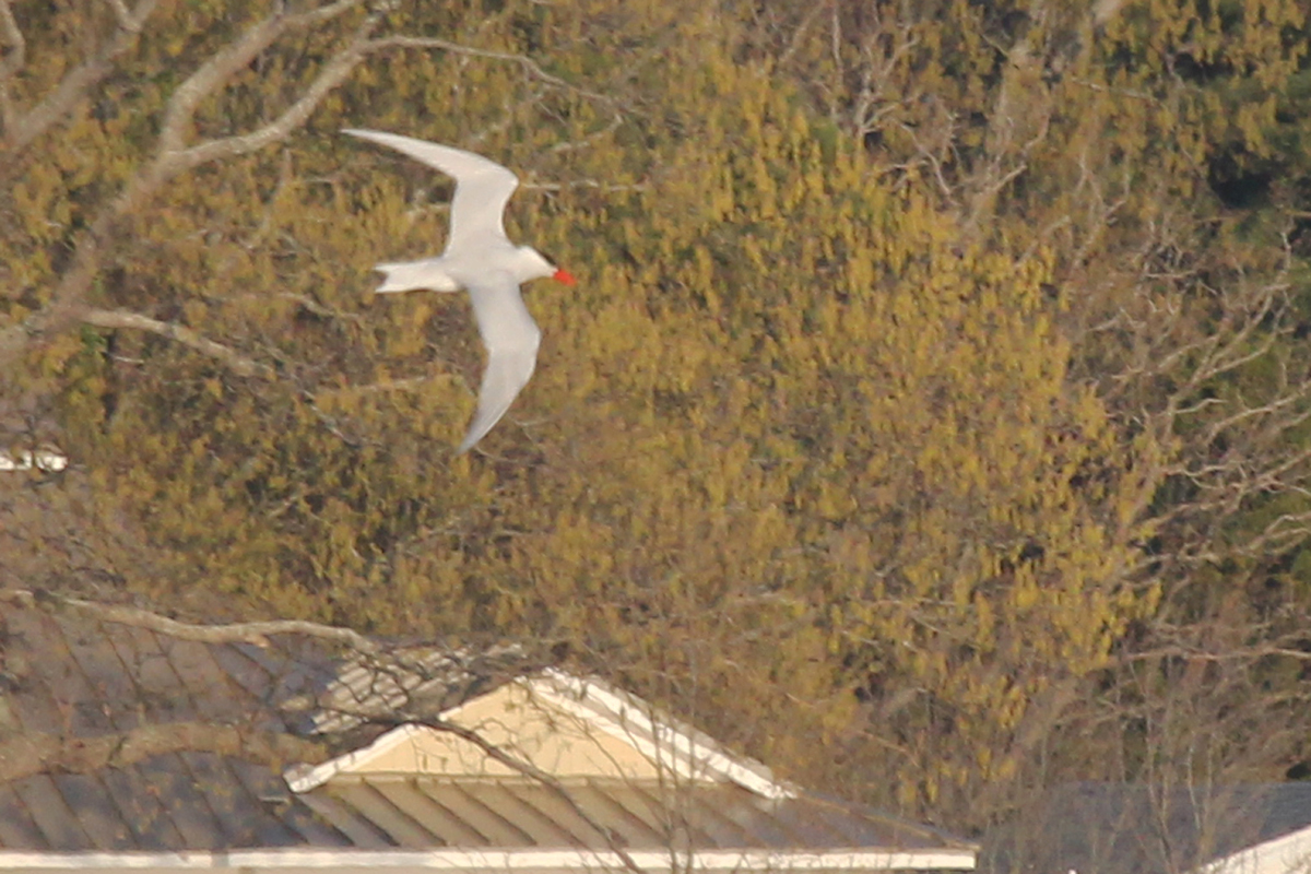 Caspian Tern / 5 Apr / Pleasure House Point NA