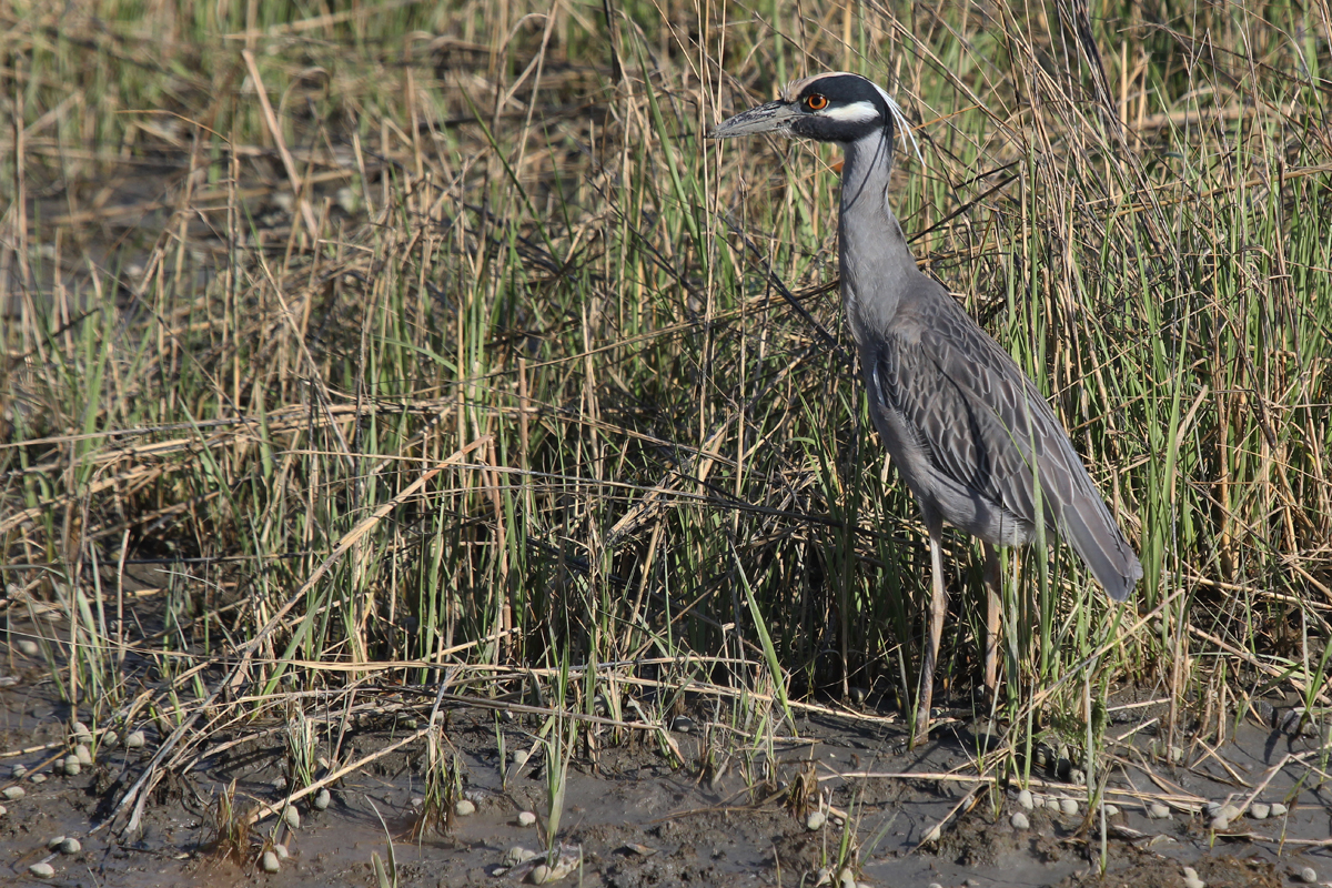 Yellow-crowned Night-Heron / 5 Apr / Pleasure House Point NA