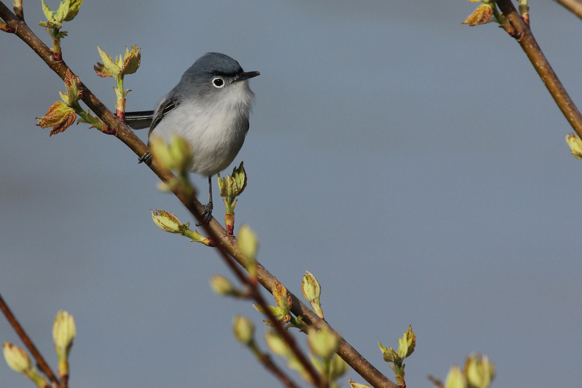 Blue-gray Gnatcatcher / 6 Apr / Stumpy Lake NA