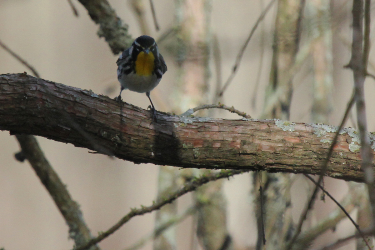 Yellow-throated Warbler / 6 Apr / Stumpy Lake NA