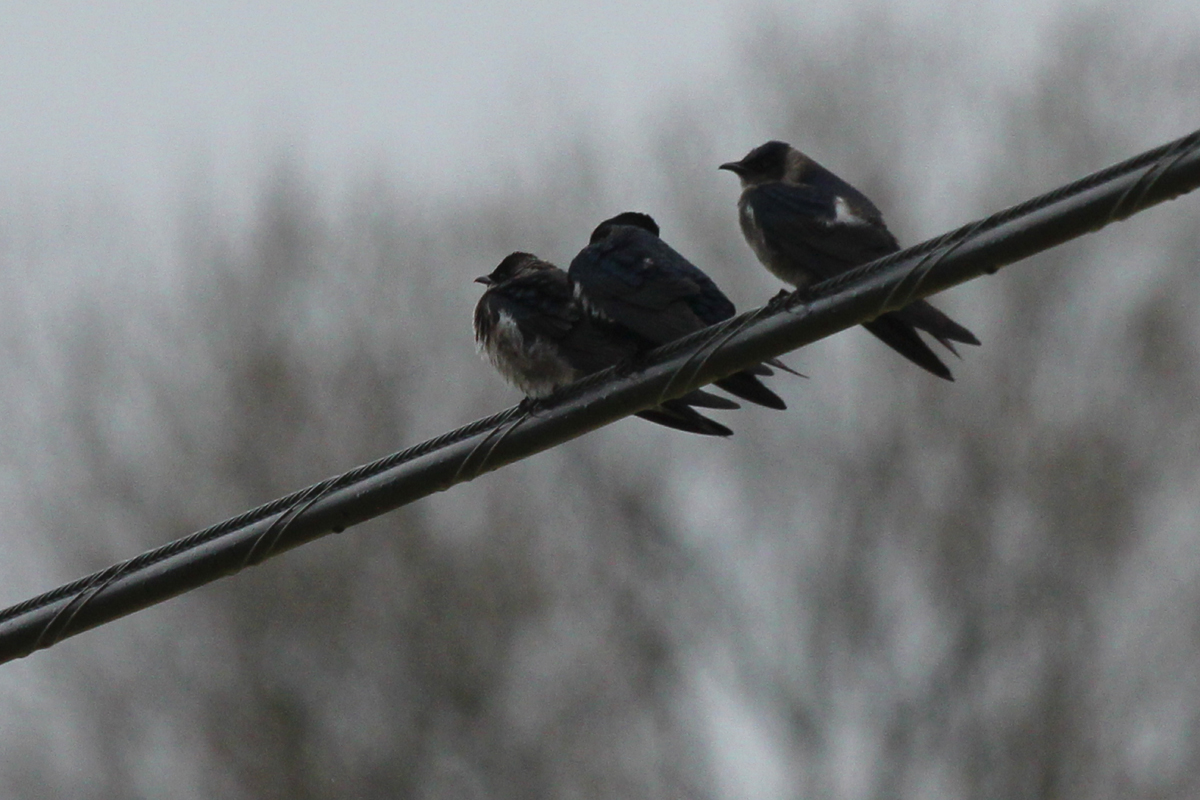 Purple Martins / 7 Apr / Charity Neck Road