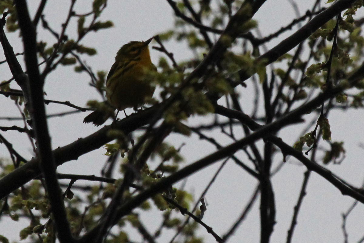 Prairie Warbler / 7 Apr / Chesapeake Beach Park