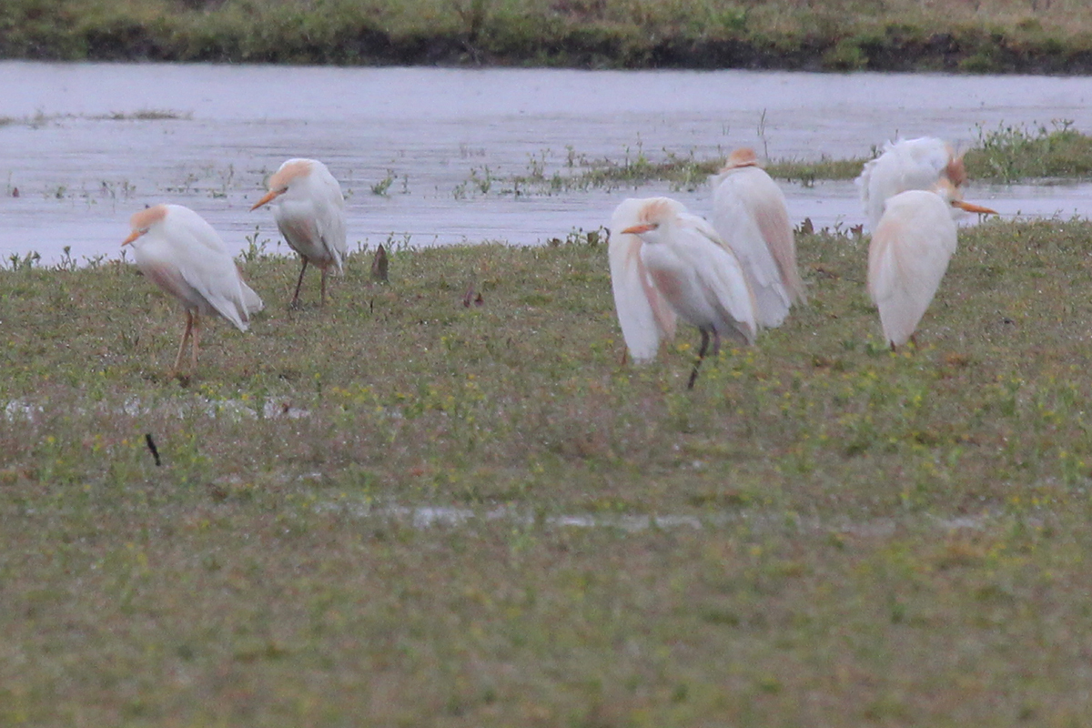 Cattle Egrets / 7 Apr / Muddy Creek Road