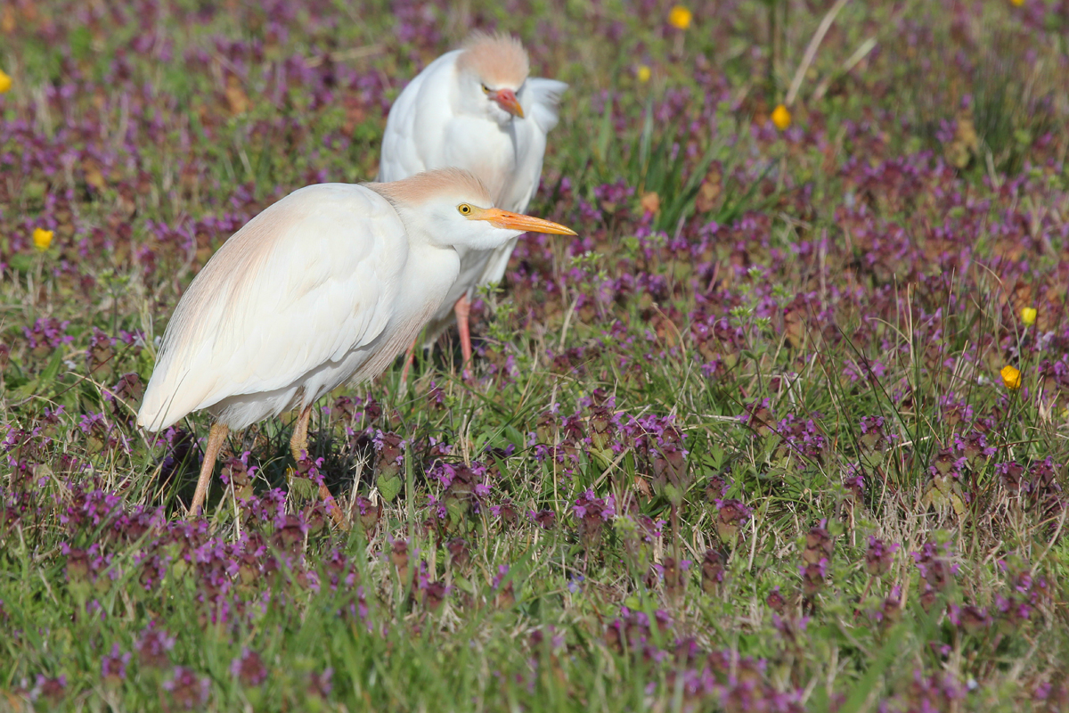 Cattle Egrets / 8 Apr / Mill Landing Road