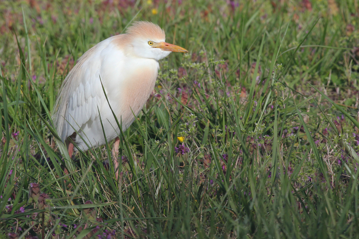 Cattle Egret / 8 Apr / Mill Landing Road