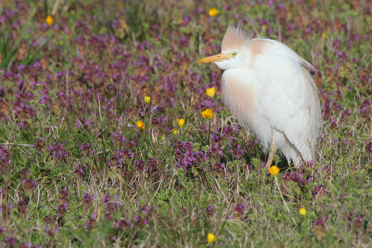 Cattle Egret / 8 Apr / Mill Landing Road