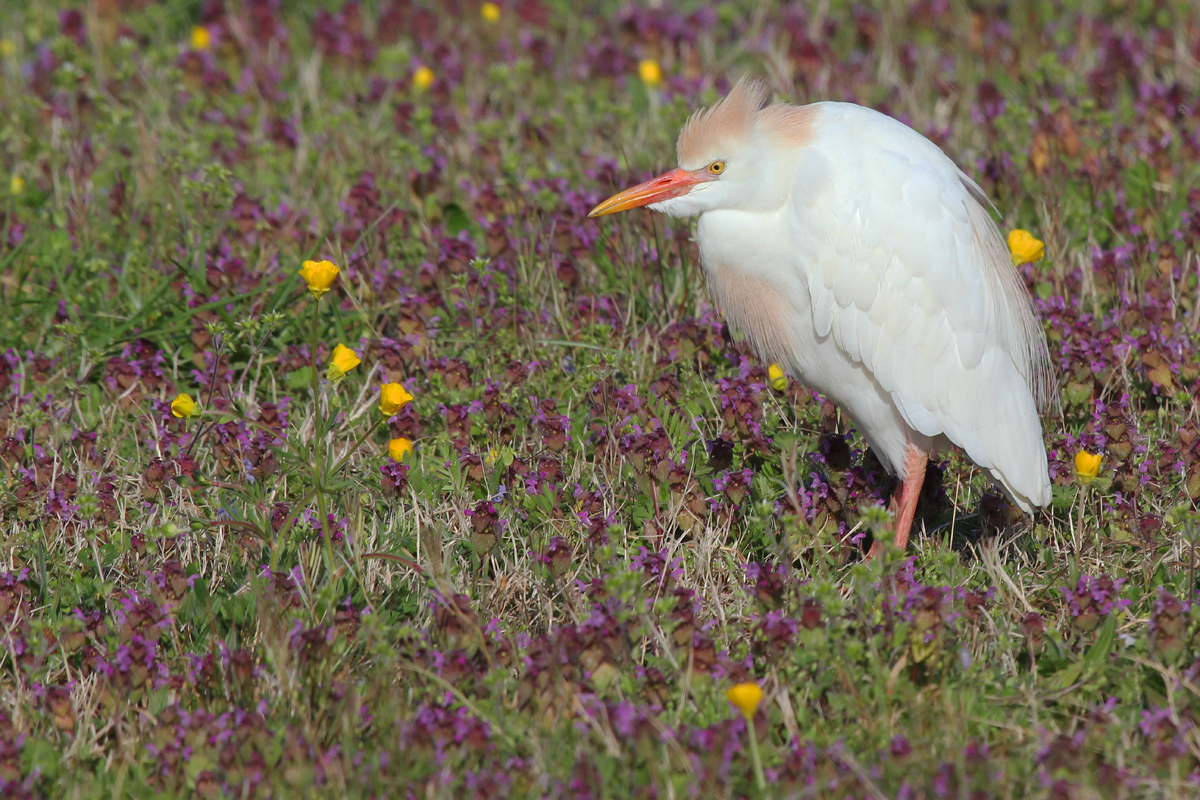 Cattle Egret / 8 Apr / Mill Landing Road