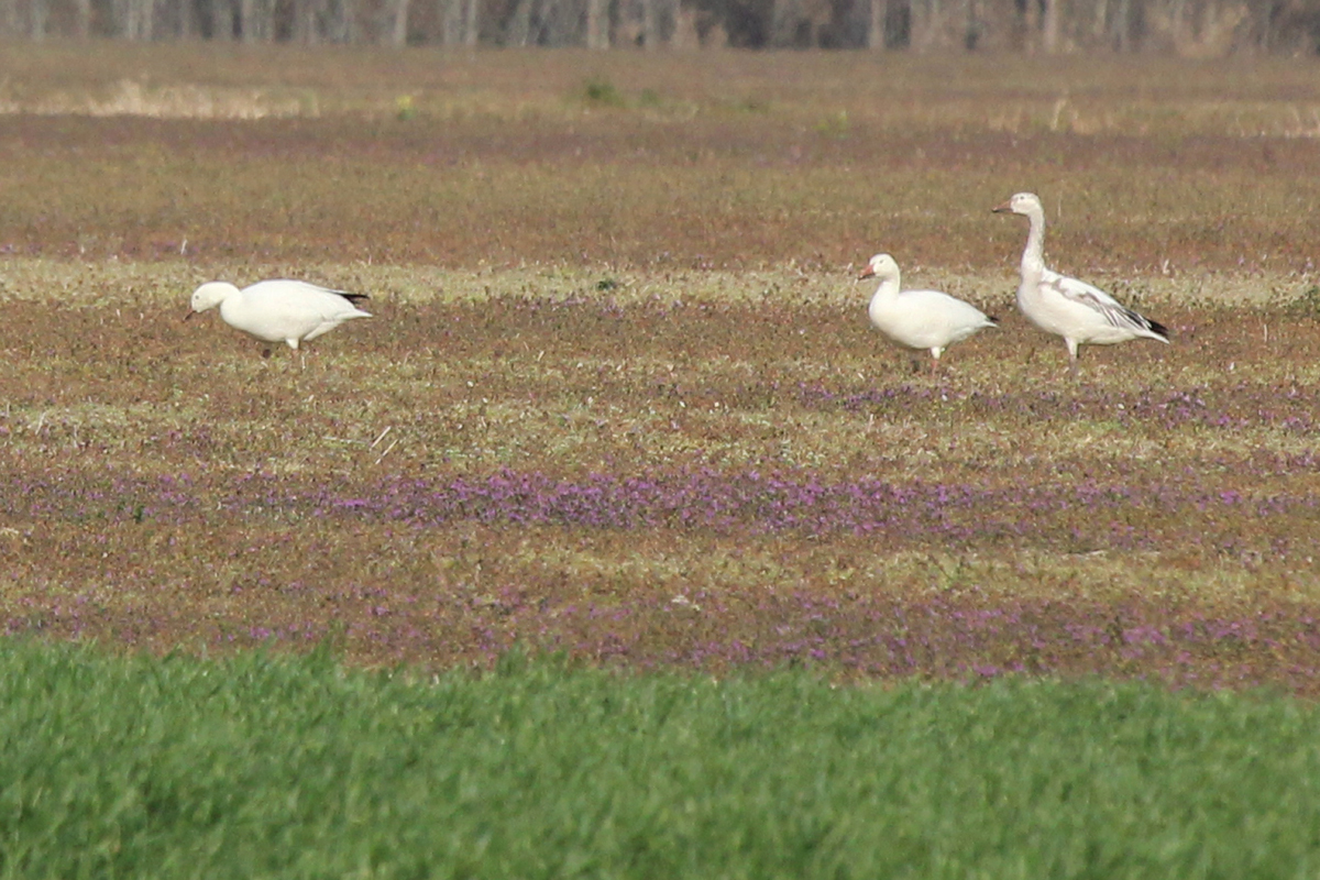 Snow Geese / 1 Apr / Morris Neck Road