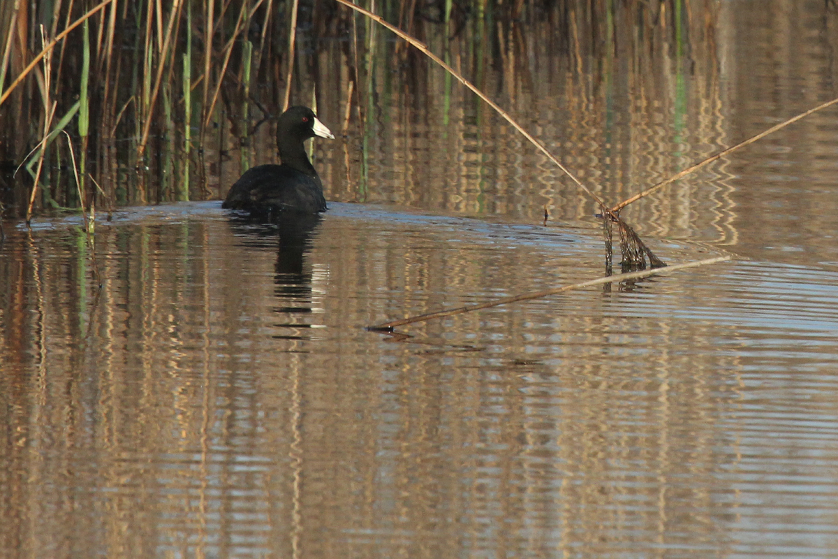 American Coot / 1 Apr / Princess Anne WMA Whitehurst Tract