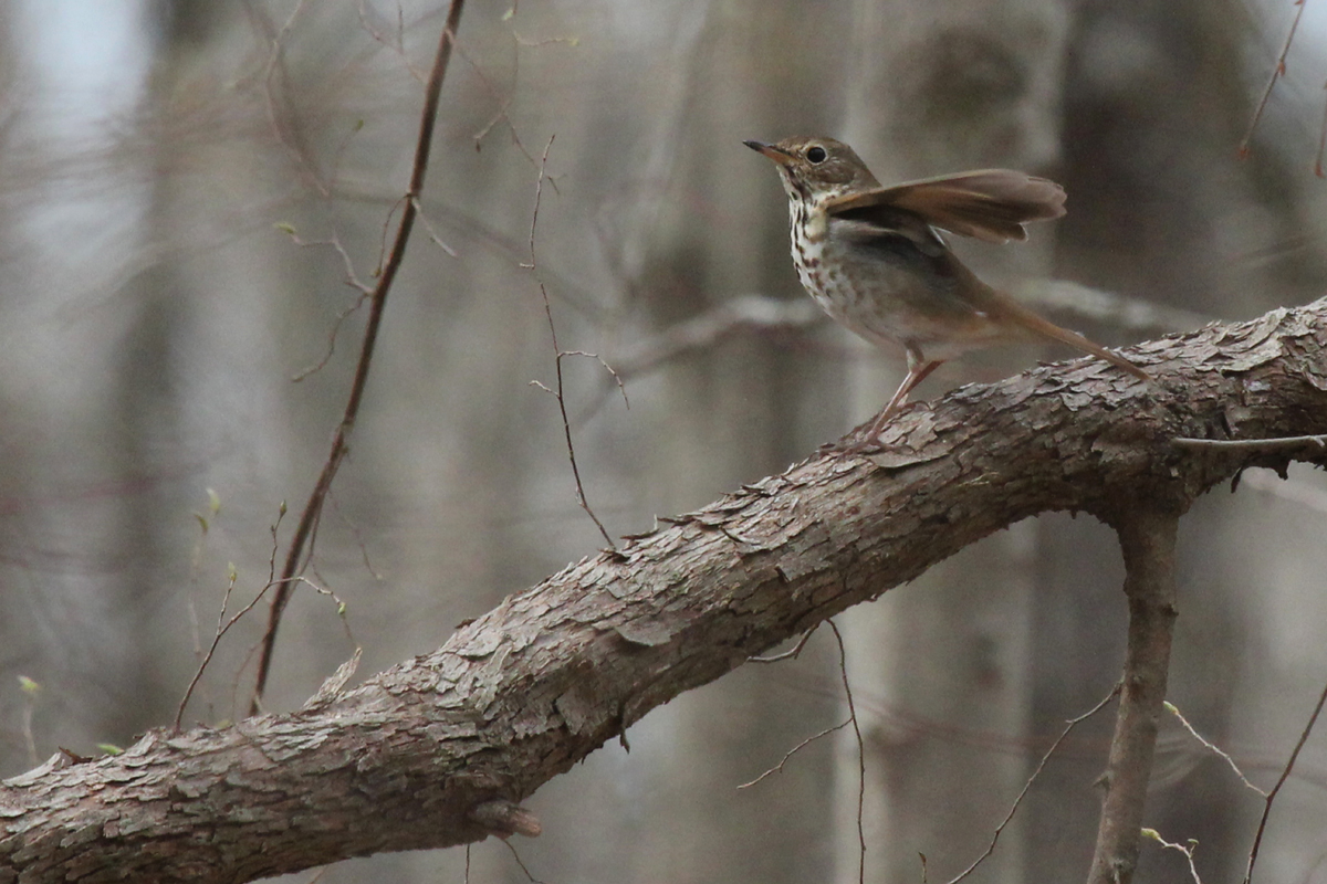 Hermit Thrush / 1 Apr / Stumpy Lake NA