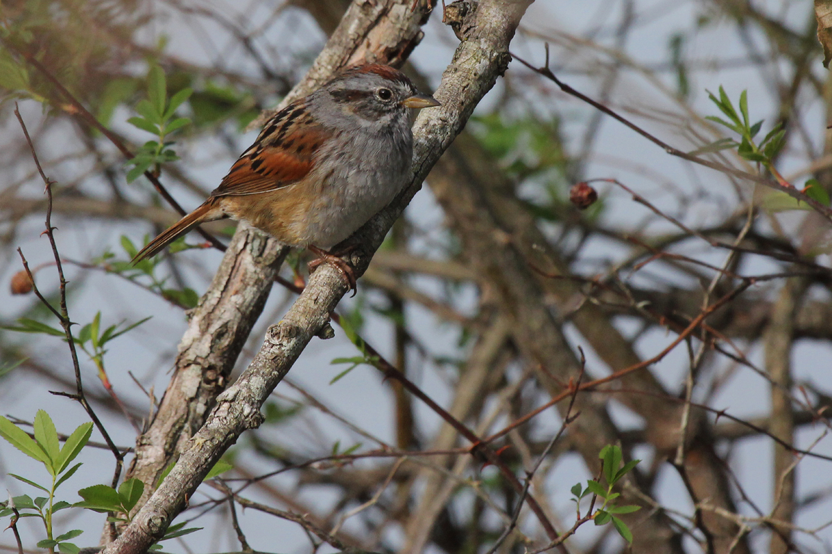 Swamp Sparrow / 6 Apr / Stumpy Lake NA