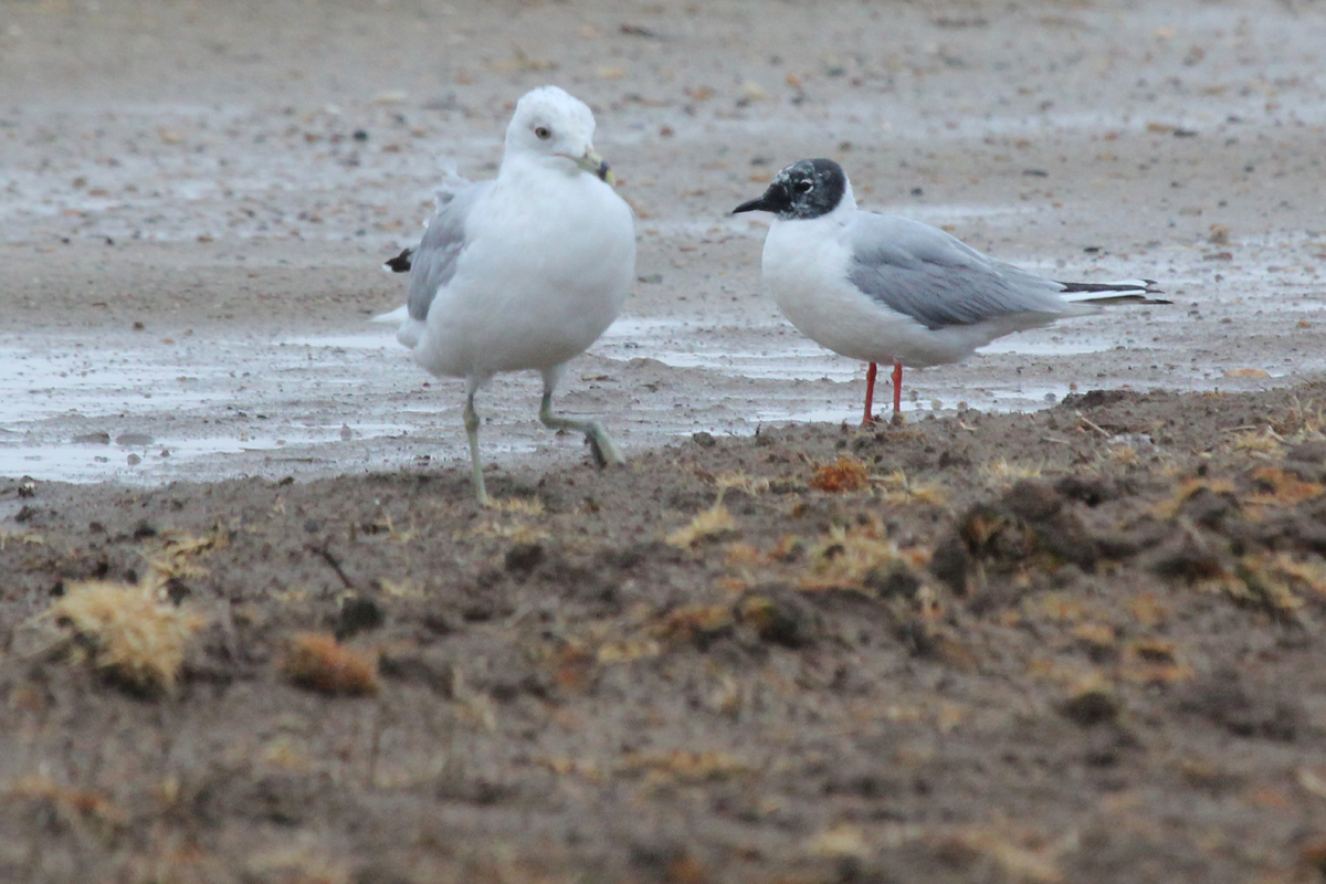 Ring-billed & Bonaparte's Gulls / 7 Apr / Morris Neck Road