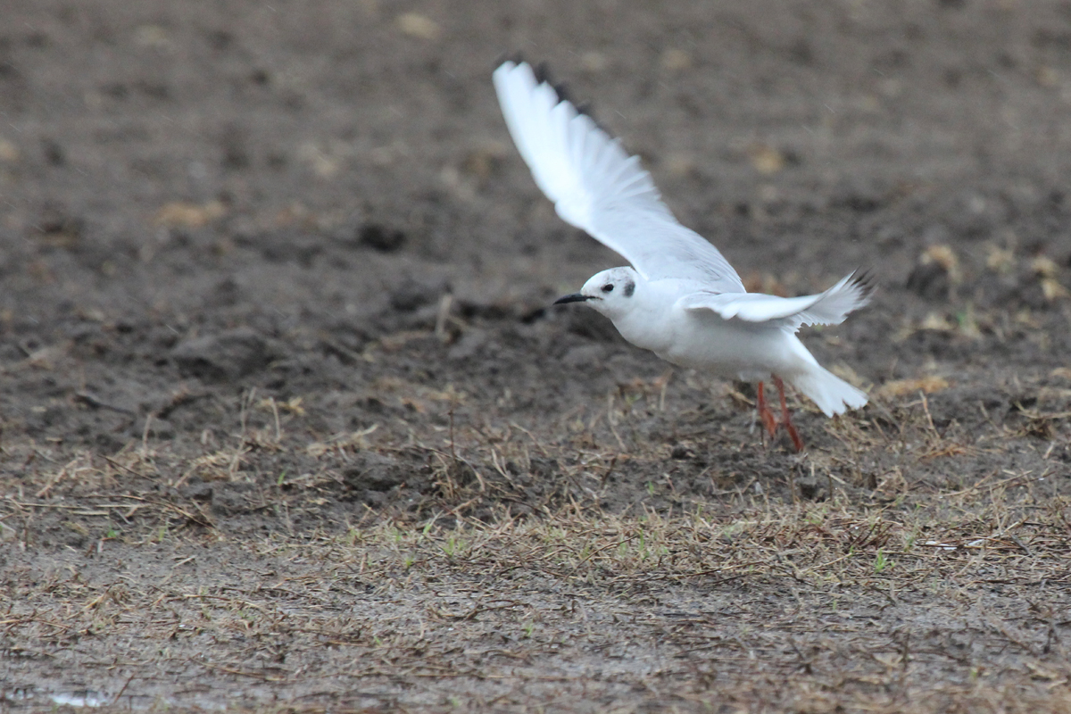 Bonaparte's Gull / 7 Apr / Morris Neck Road