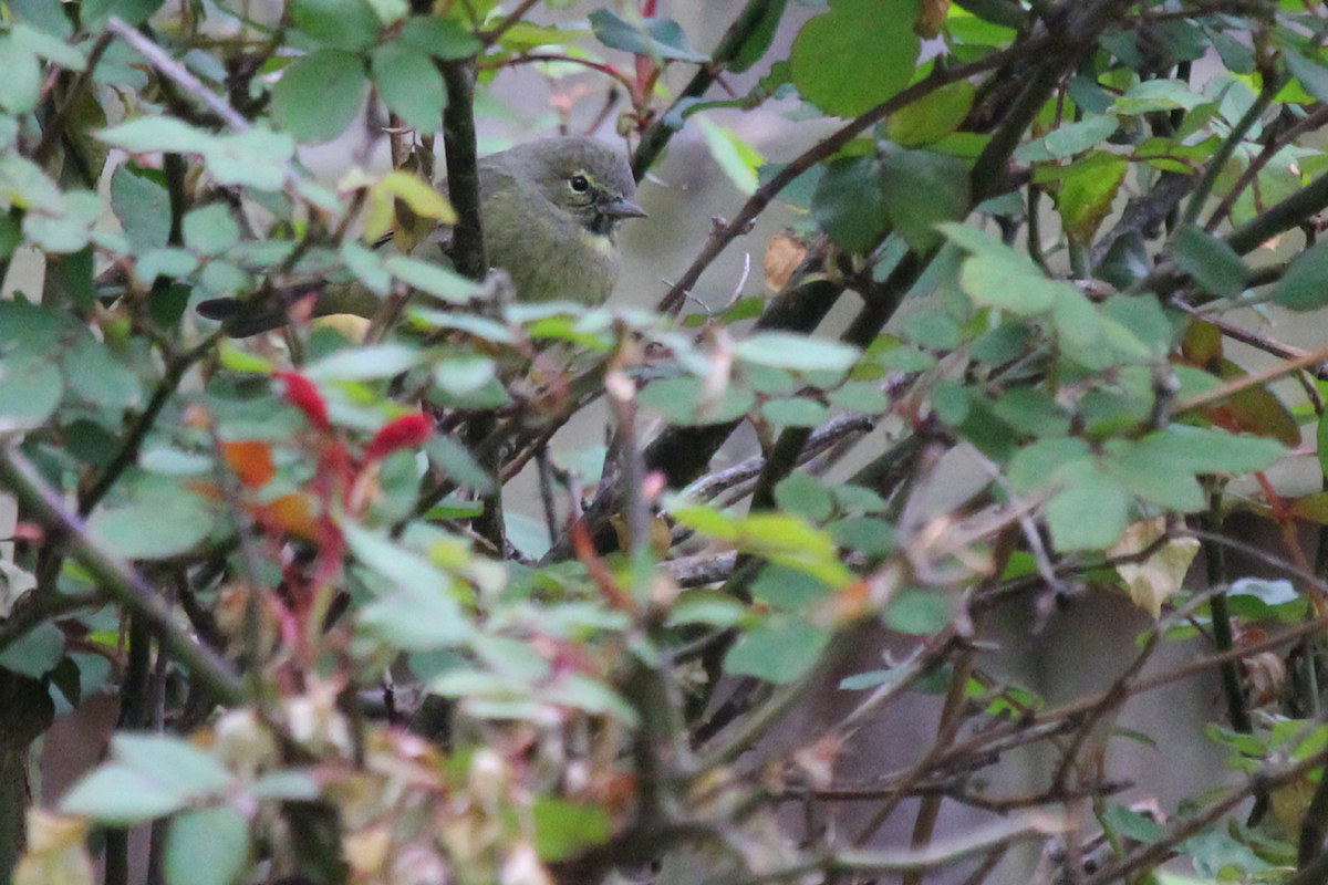 Orange-crowned Warbler / 9 Apr