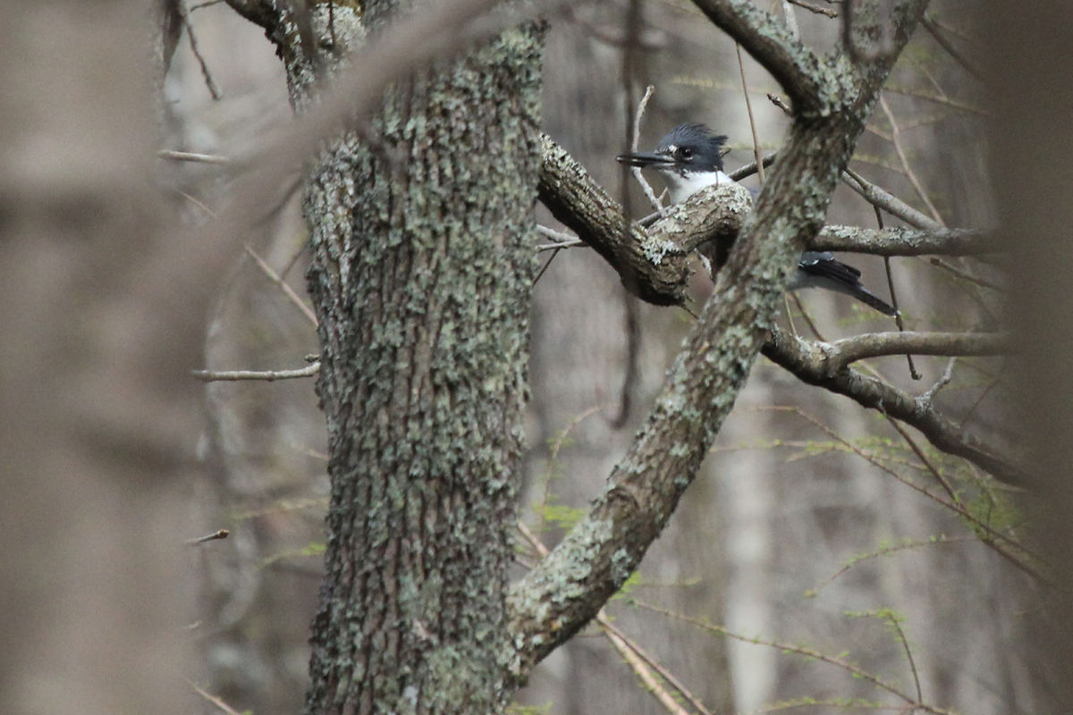 Belted Kingfisher / 1 Apr / Stumpy Lake NA