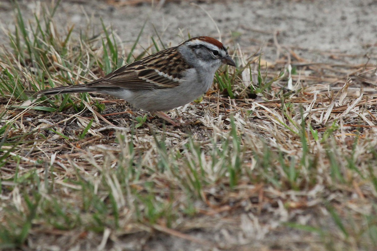 Chipping Sparrow / 4 Apr / Stumpy Lake NA