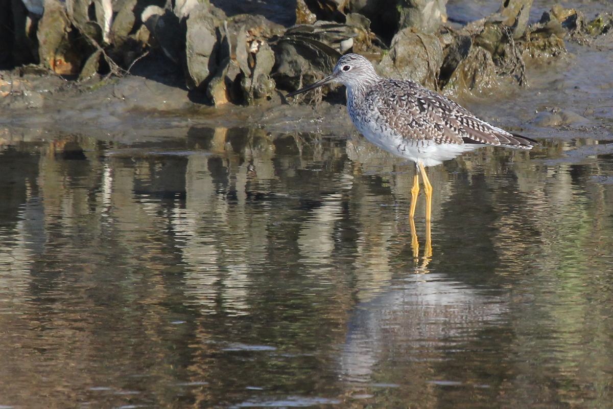 Greater Yellowlegs / 5 Apr / Pleasure House Point NA