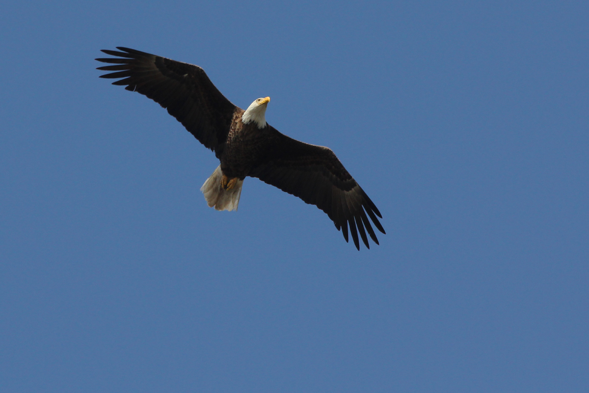 Bald Eagle / 6 Apr / Horn Point Road Boat Ramp