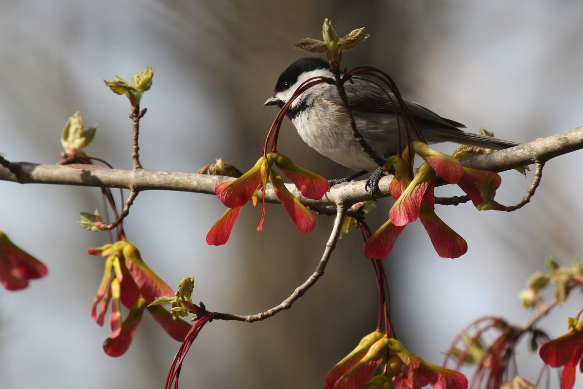 Carolina Chickadee / 6 Apr / Stumpy Lake NA