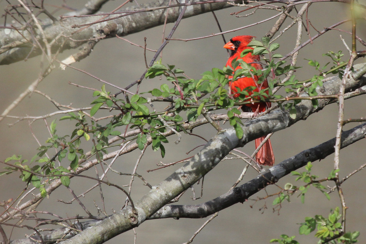 Northern Cardinal / 6 Apr / Stumpy Lake NA