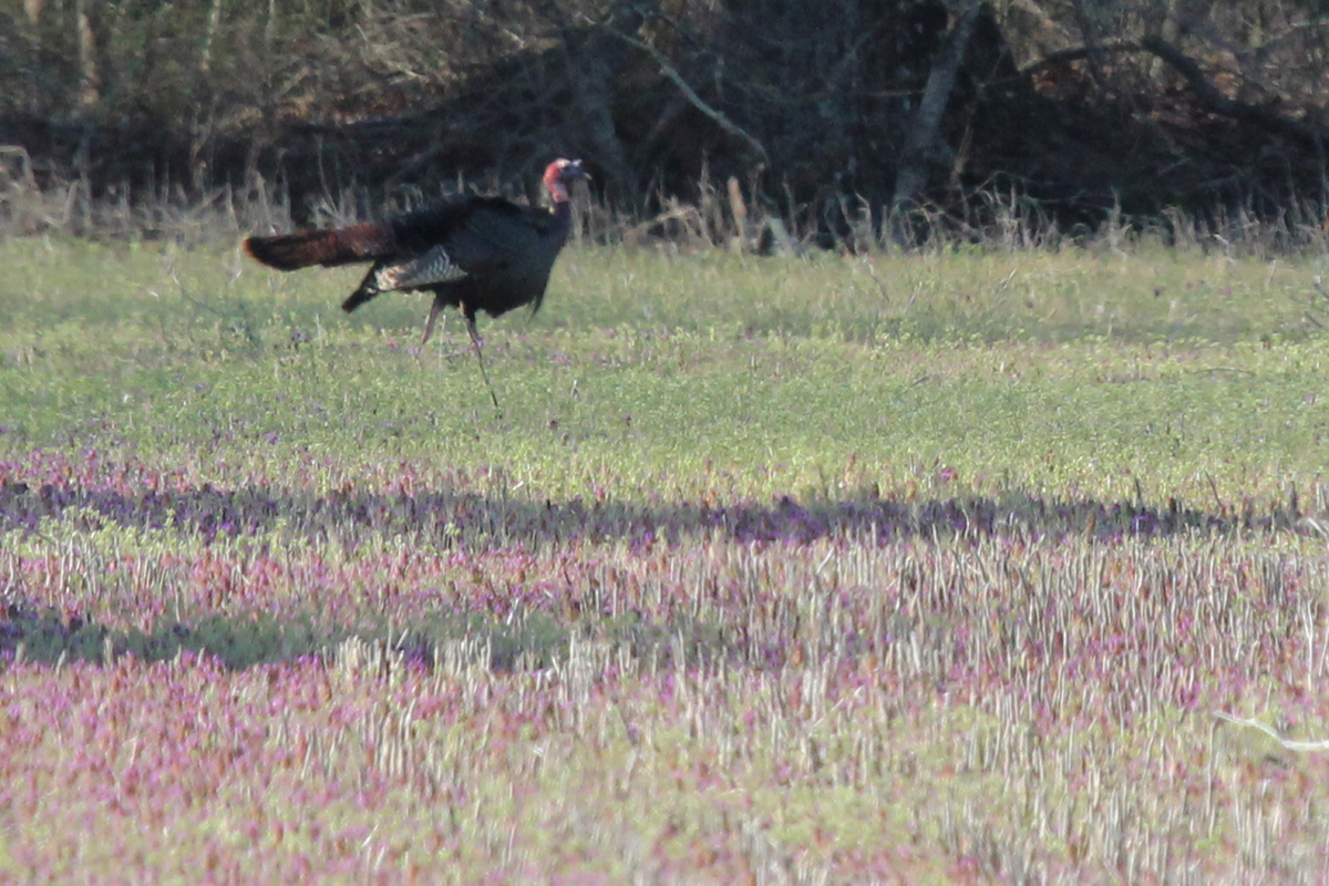 Wild Turkey / 8 Apr / Pleasant Ridge Road