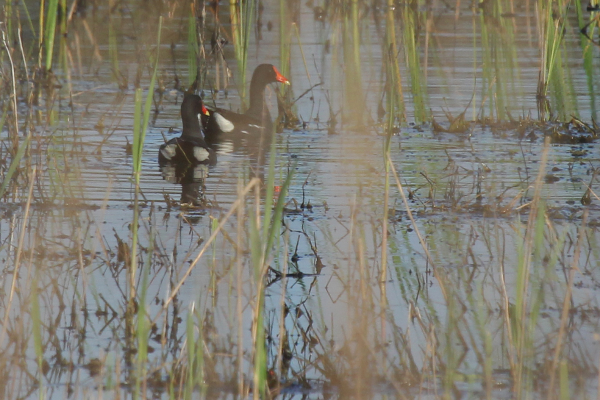 Common Gallinules / 15 Apr / Princess Anne WMA Whitehurst Tract