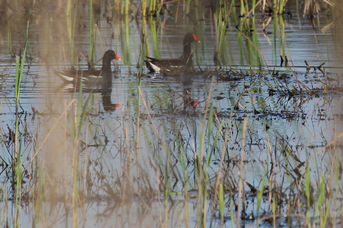 Common Gallinules / 15 Apr / Princess Anne WMA Whitehurst Tract