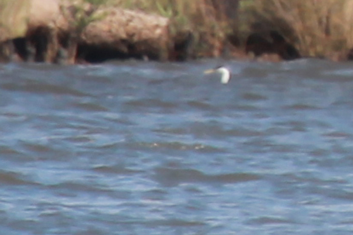 Western Grebe / 15 Apr / Horn Point Road