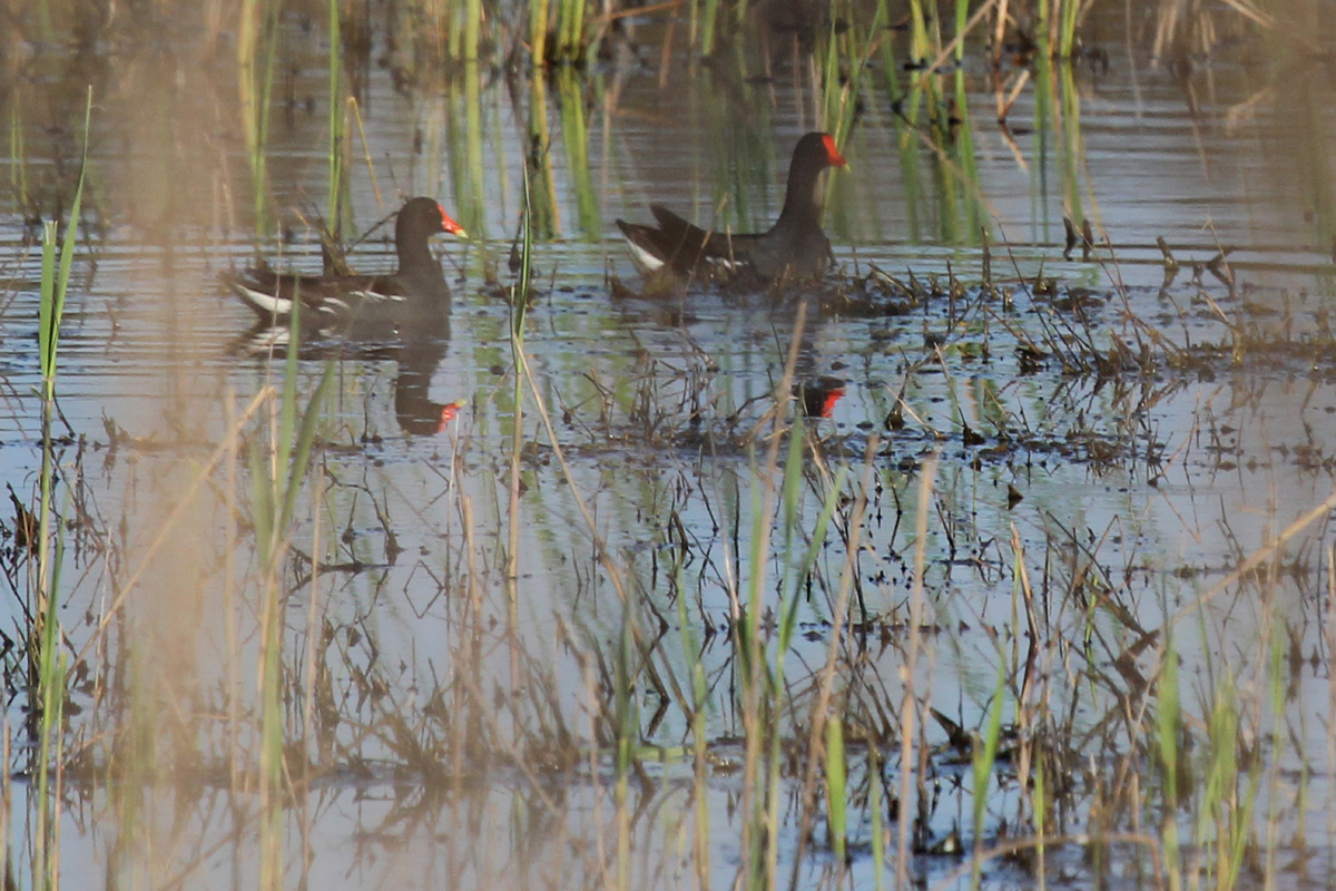 Common Gallinules / 15 Apr / Princess Anne WMA Whitehurst Tract