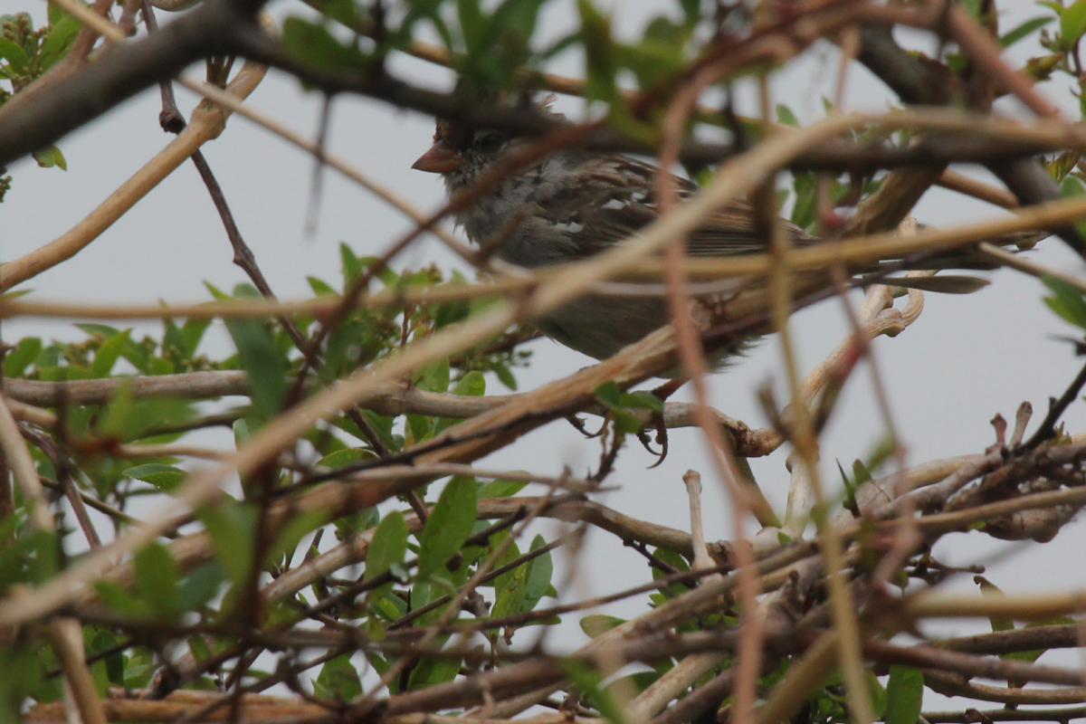 White-crowned Sparrow / 15 Apr / Firefall Dr.