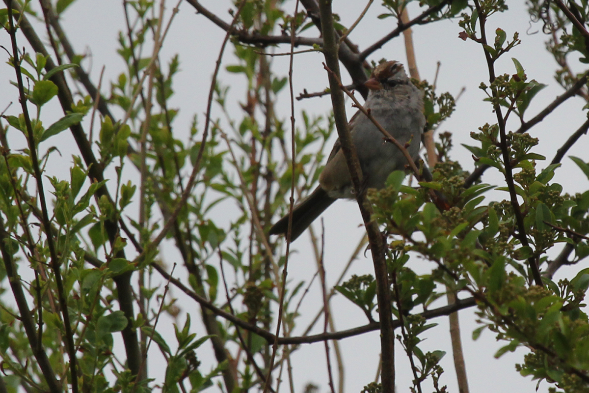 White-crowned Sparrow / 15 Apr / Firefall Dr.