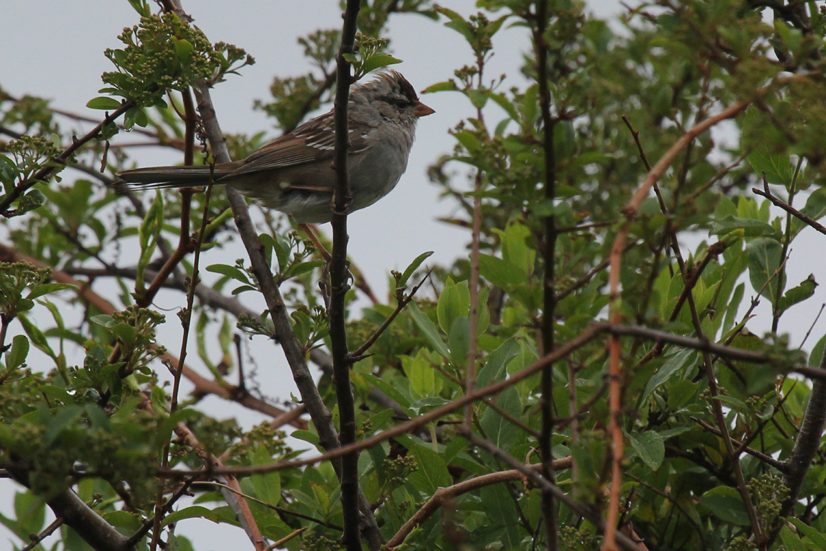 White-crowned Sparrow / 15 Apr / Firefall Dr.